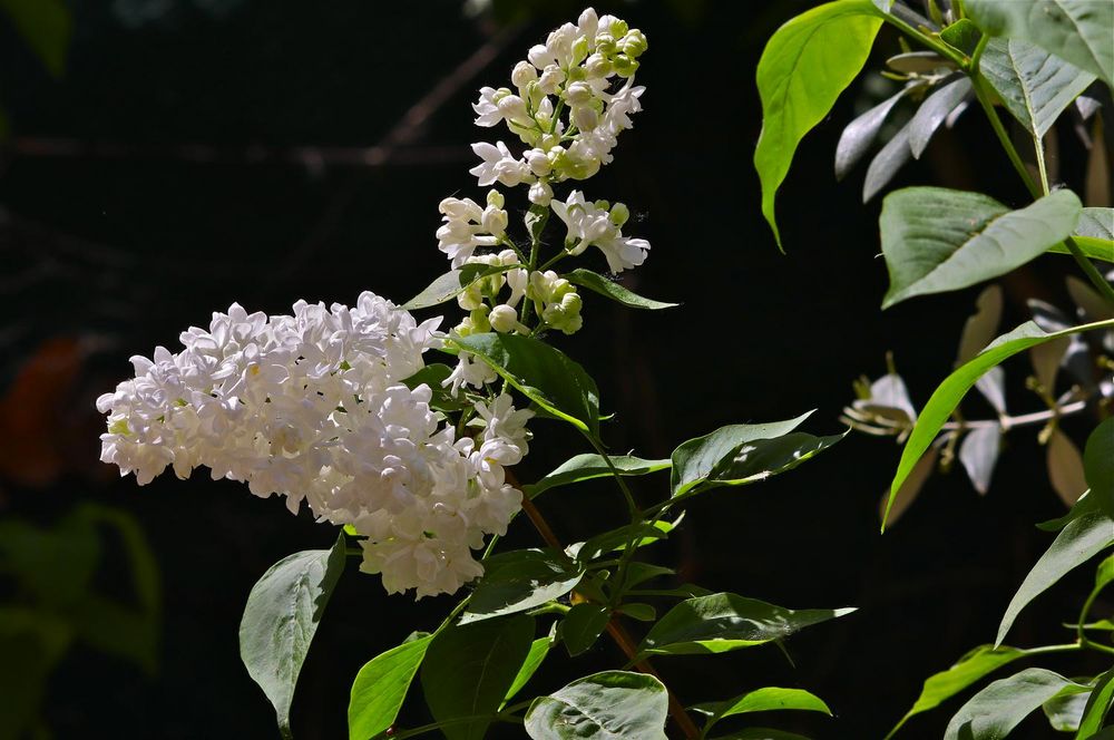 Lilas blanc - Avenue Barral des Baux